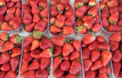 Erdbeeren im Hofladen