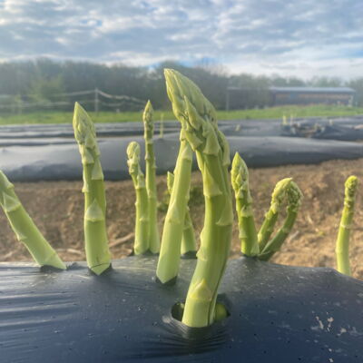 grüner Spargel auf dem Feld